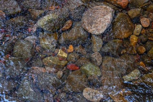 Kostnadsfri bild av @utomhus, babbling brook, bäck