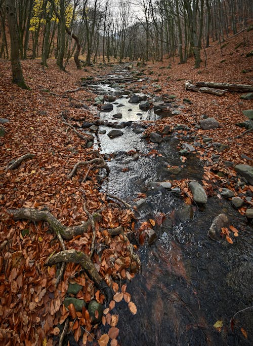 Free stock photo of autumnal, background, environment Stock Photo