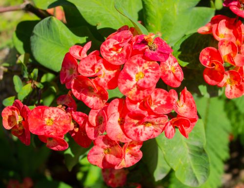 Free stock photo of arranjo floral, floral arrangement Stock Photo