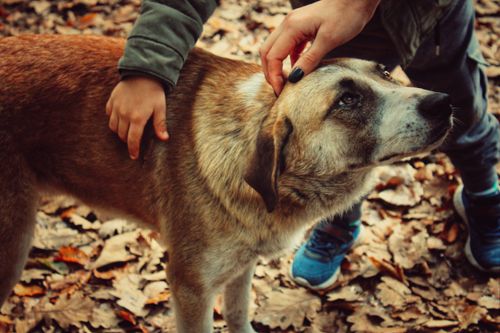 Free Capture of a hands-on interaction with a dog amidst autumn leaves in İstanbul. Stock Photo