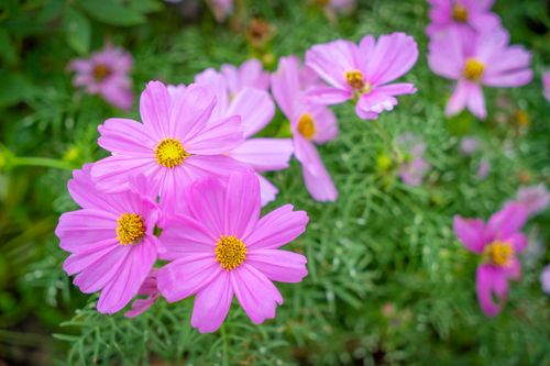 Free Close-up of vibrant pink cosmos flowers with delicate petals and lush green foliage in a garden setting. Stock Photo
