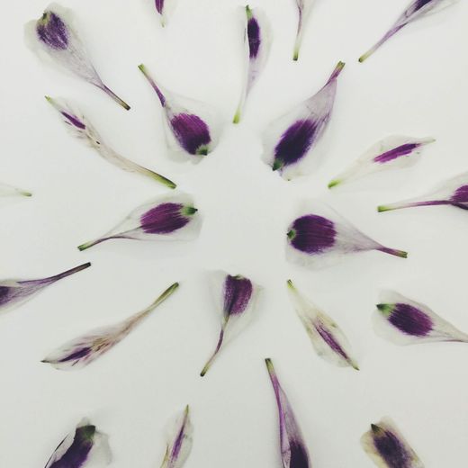 Pressed purple flower petals arranged on white — photo by Em Hopper on Pexels