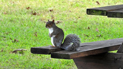 Free stock photo of animals, animals in the wild, grey squirrel