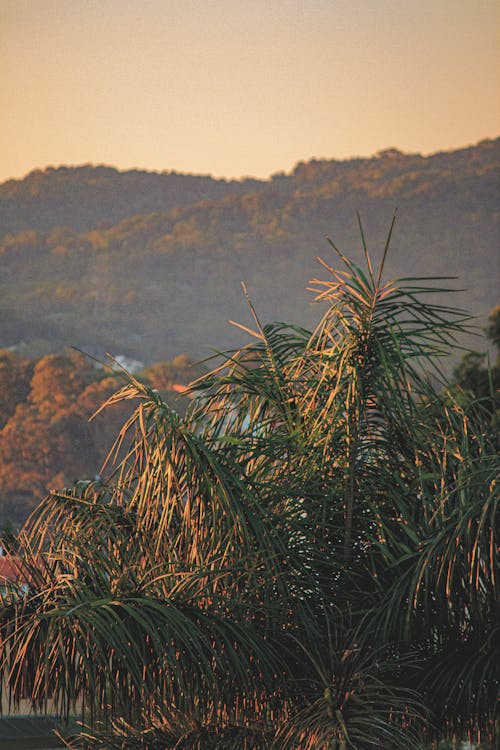 Green Palm Tree Near a Mountain