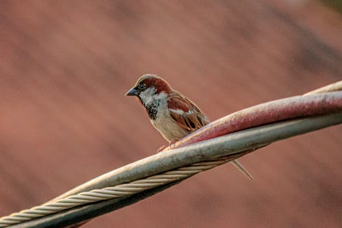 Close Up Photo of a Brown Bird