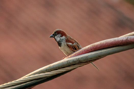 Close-up of a sparrow perched on a cable against a blurred background, perfect for nature themes.