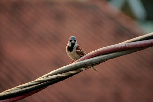 Free Brown Sparrow Bird on Cable Wire Stock Photo