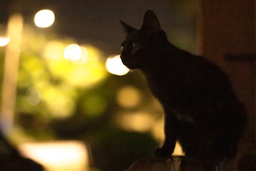 Free stock photo of black cat, cat, dark sky