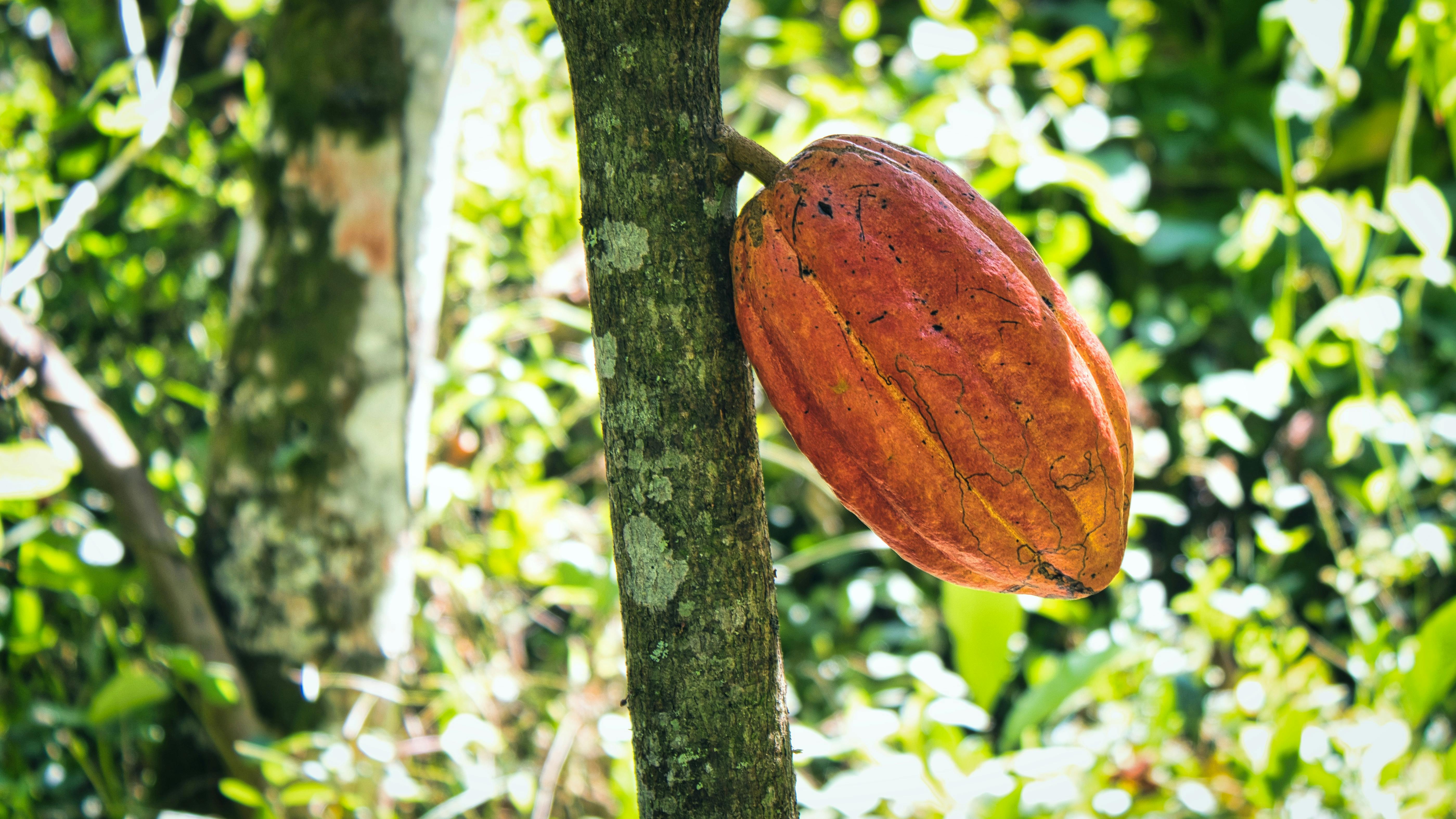 Free Ripe cocoa pod growing on a tree trunk in a sunlit tropical forest setting. Stock Photo