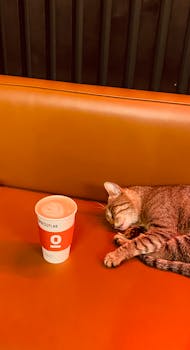 Adorable striped cat sleeping beside a cup of coffee on a cozy sofa in a cafe.