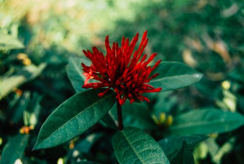 Free Close-up of a red Ixora coccinea flower in a tropical garden setting. Stock Photo