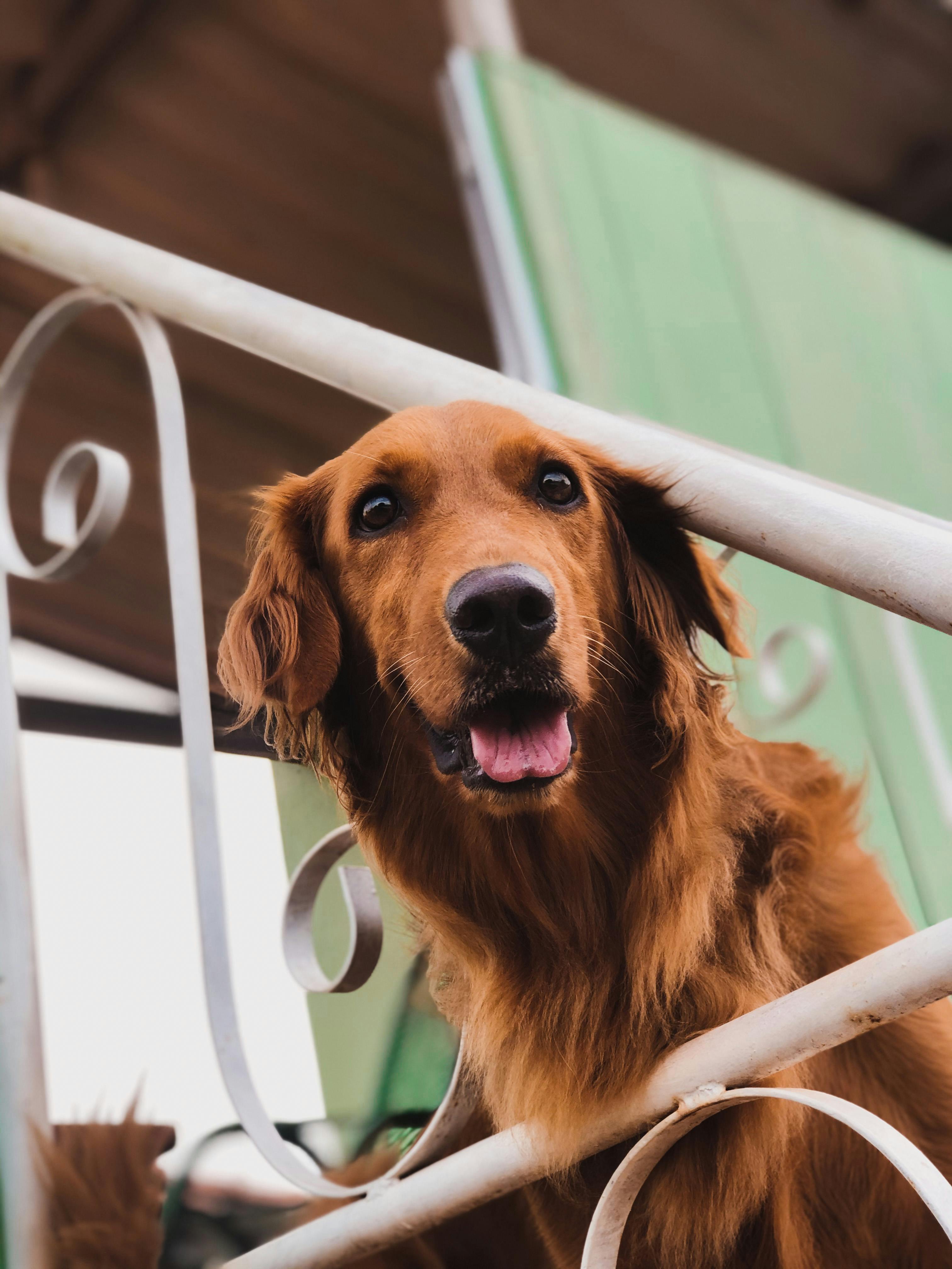 ポチタの外見と基本情報——チェンソーを擬犬化したような愛らしいビジュアル