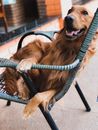 A Golden Retriever Relaxing on a Chair