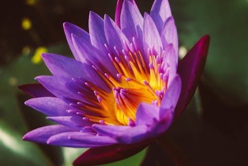Close-up Photography of Water Lily