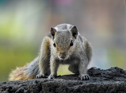 Nahaufnahme Fotografie Von Chipmunk