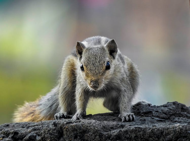 Close-up Photography Of Chipmunk