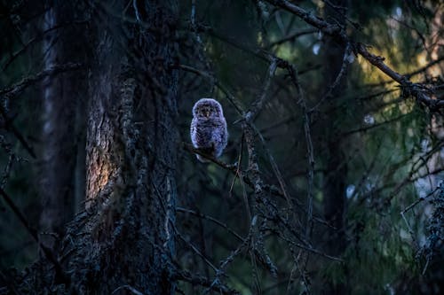 Free 
An Tawny Owl Perched on a Branch Stock Photo
