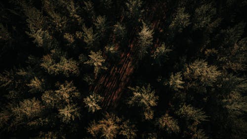 Fotos de stock gratuitas de abstracto, árbol, brillante