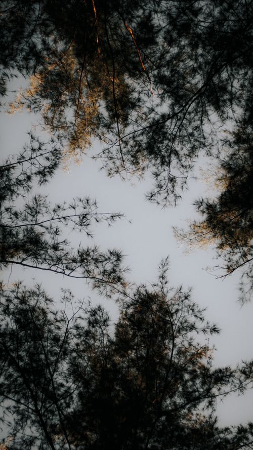 Free Low angle view of tree canopies with branches and leaves silhouetted against a gray sky. Stock Photo