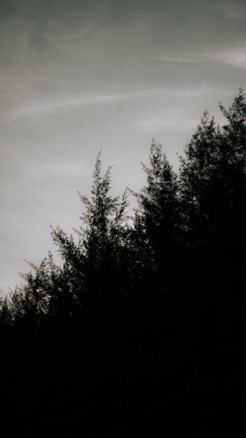 Ilmainen kuvapankkikuva tunnisteilla harmaa taivas, metsä, mustavalkoinen Kuvapankkikuva