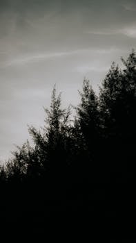 Dramatic silhouette of trees with a dark sky, creating a mysterious forest scene.