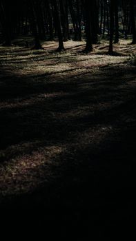 A dark and atmospheric forest landscape with sunlight casting dramatic shadows.. pexels, dark, atmospheric