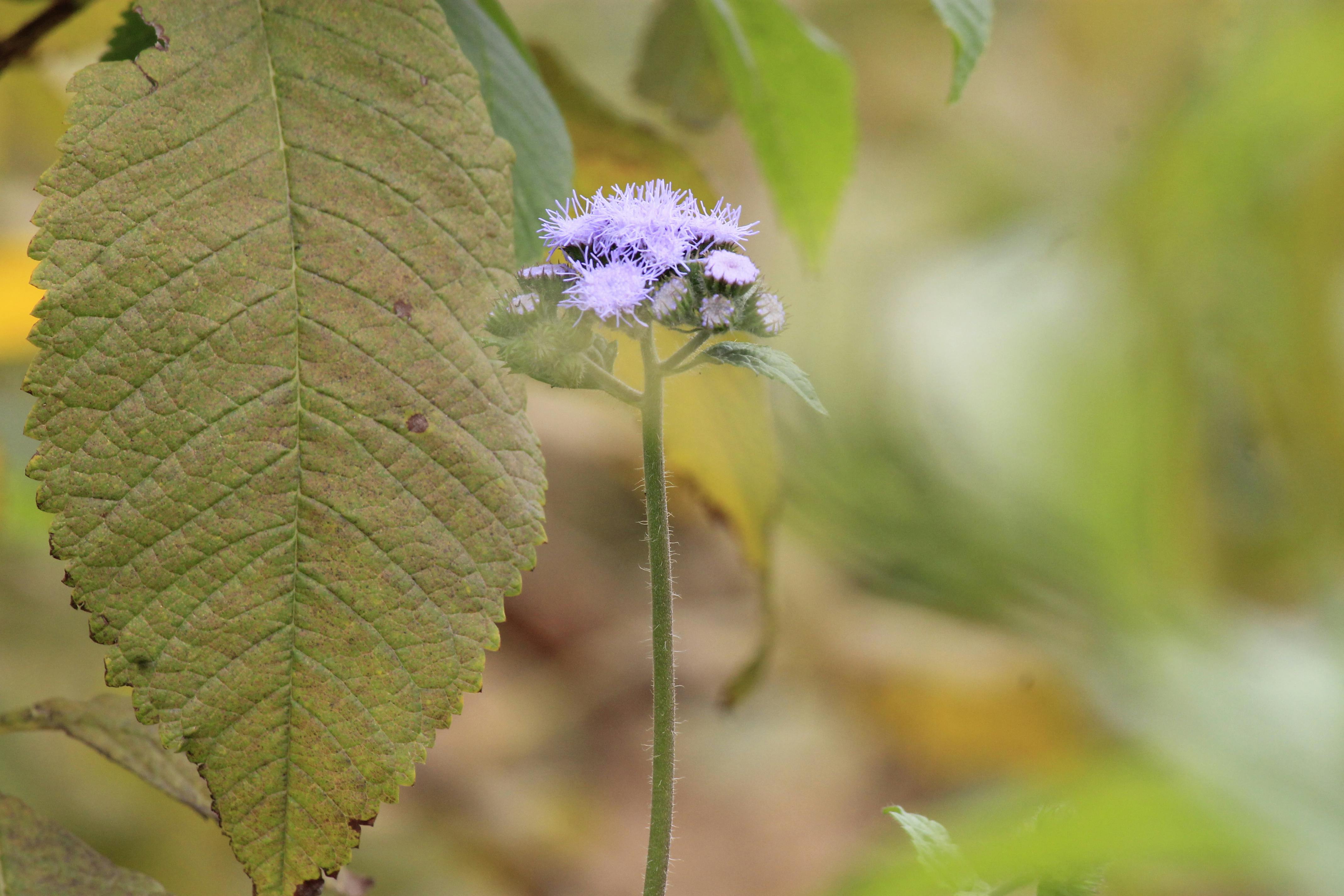 Free stock photo of grass, sun