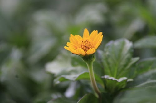 Free Selective Focus Photography of Yellow Petaled Flower Stock Photo