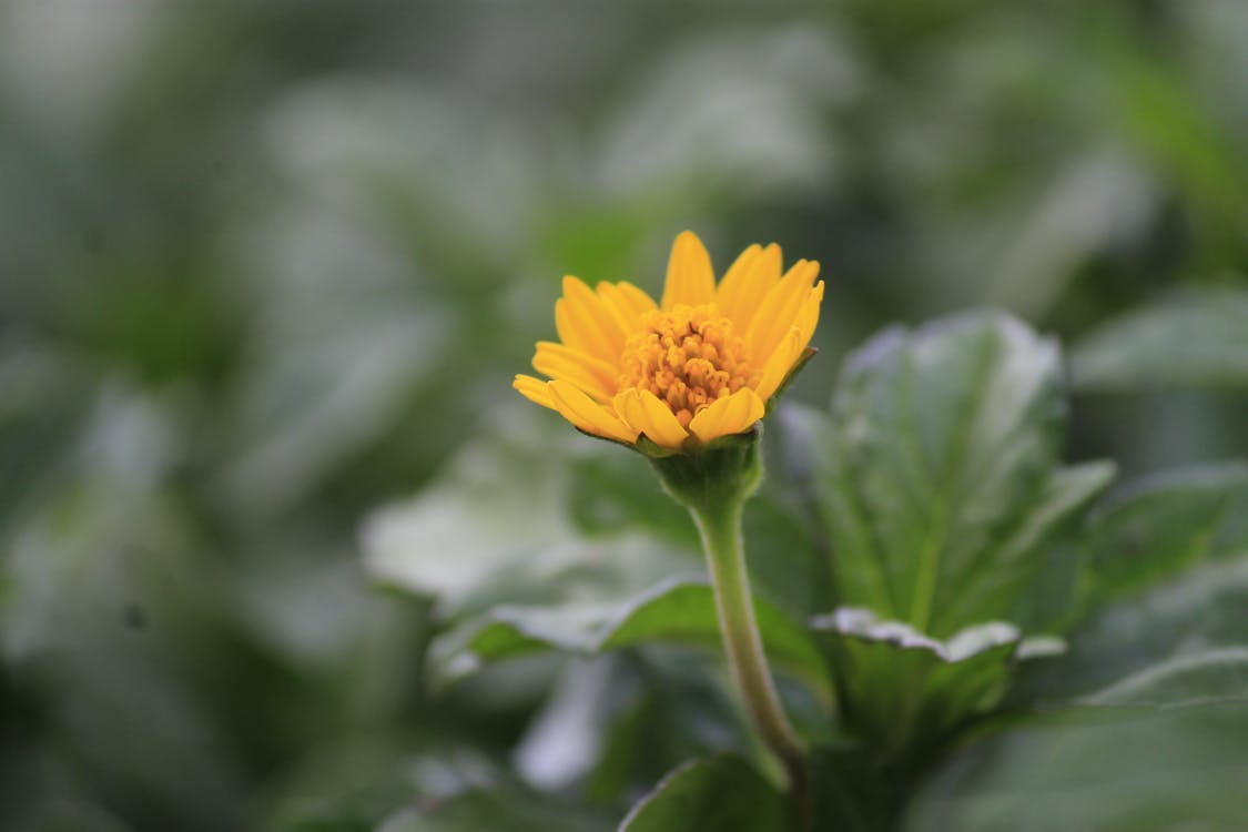 黃色花瓣花的選擇性聚焦攝影