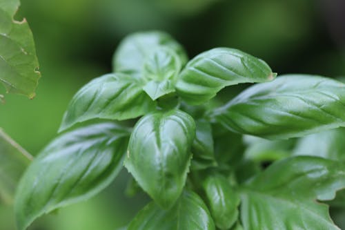Free stock photo of basil leaves, green