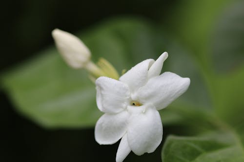 Free stock photo of jasmine