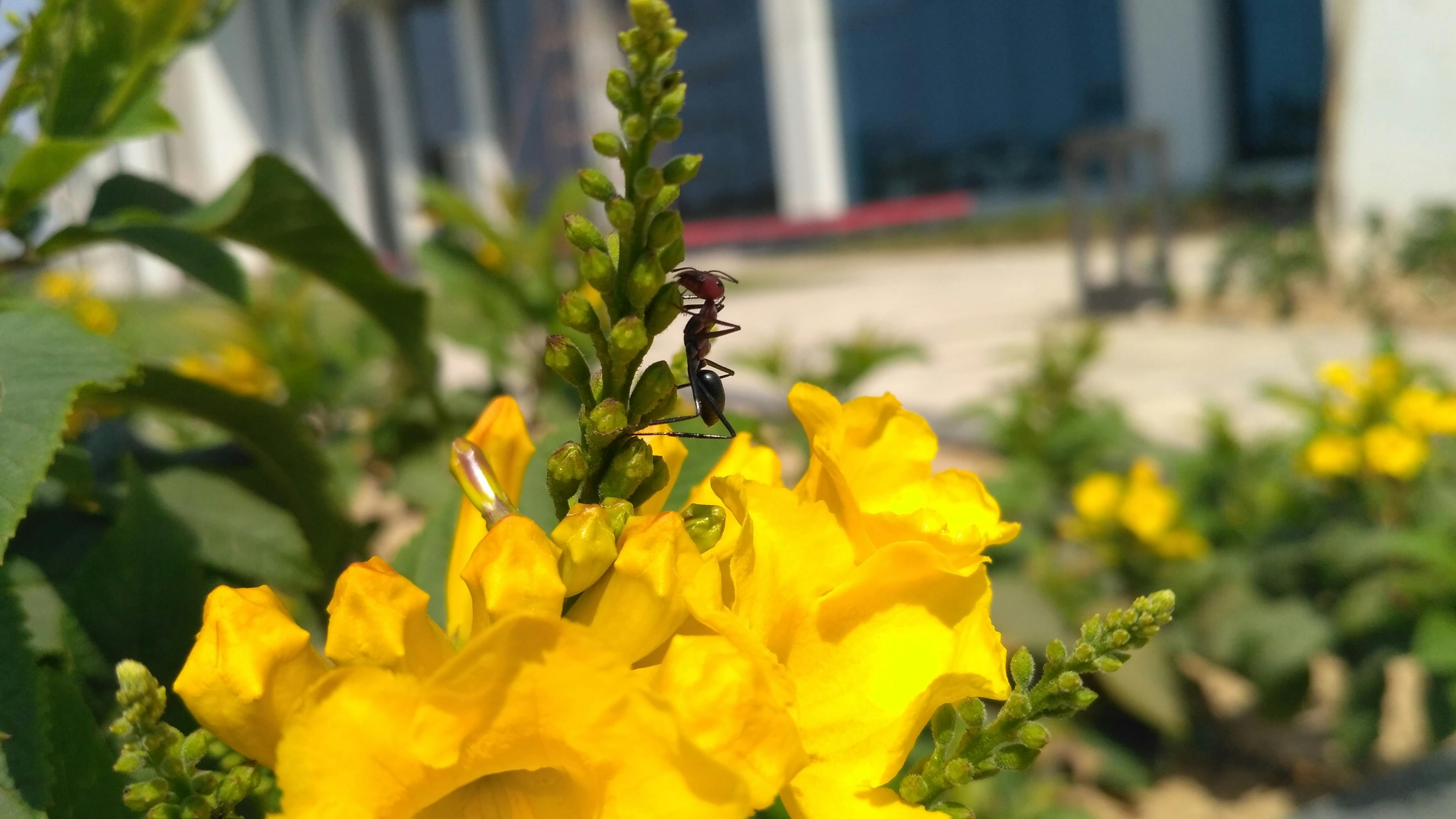 Resultado de imagem para formiga em plantas