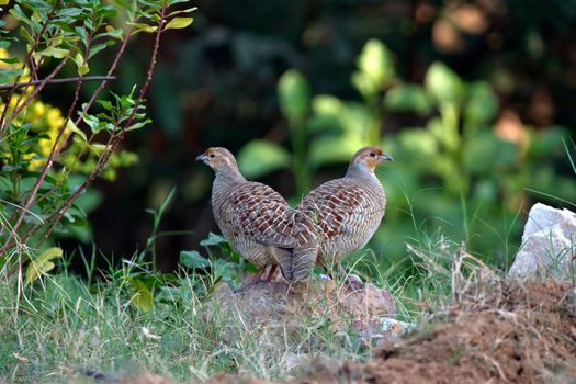 Photo of Birds