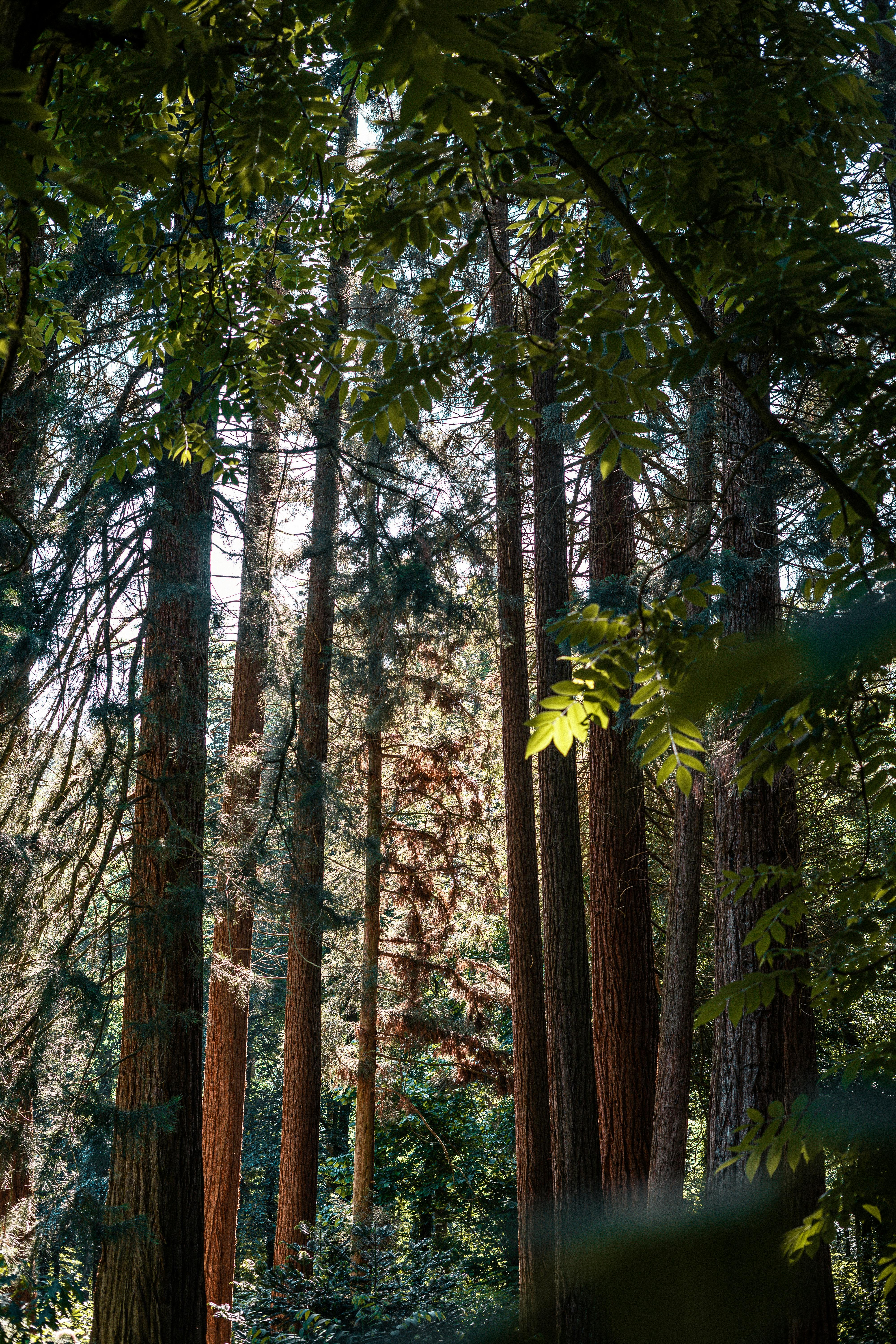 【一点もの】 ウィービング タペストリー 『In the forest, r.』 一点もの】流木 ウィービング タペストリー 『In the forest, k