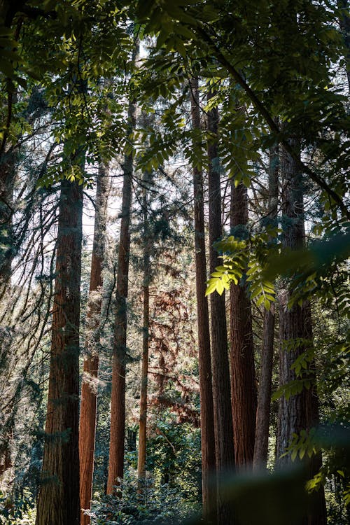 
Tall Trees in a Forest