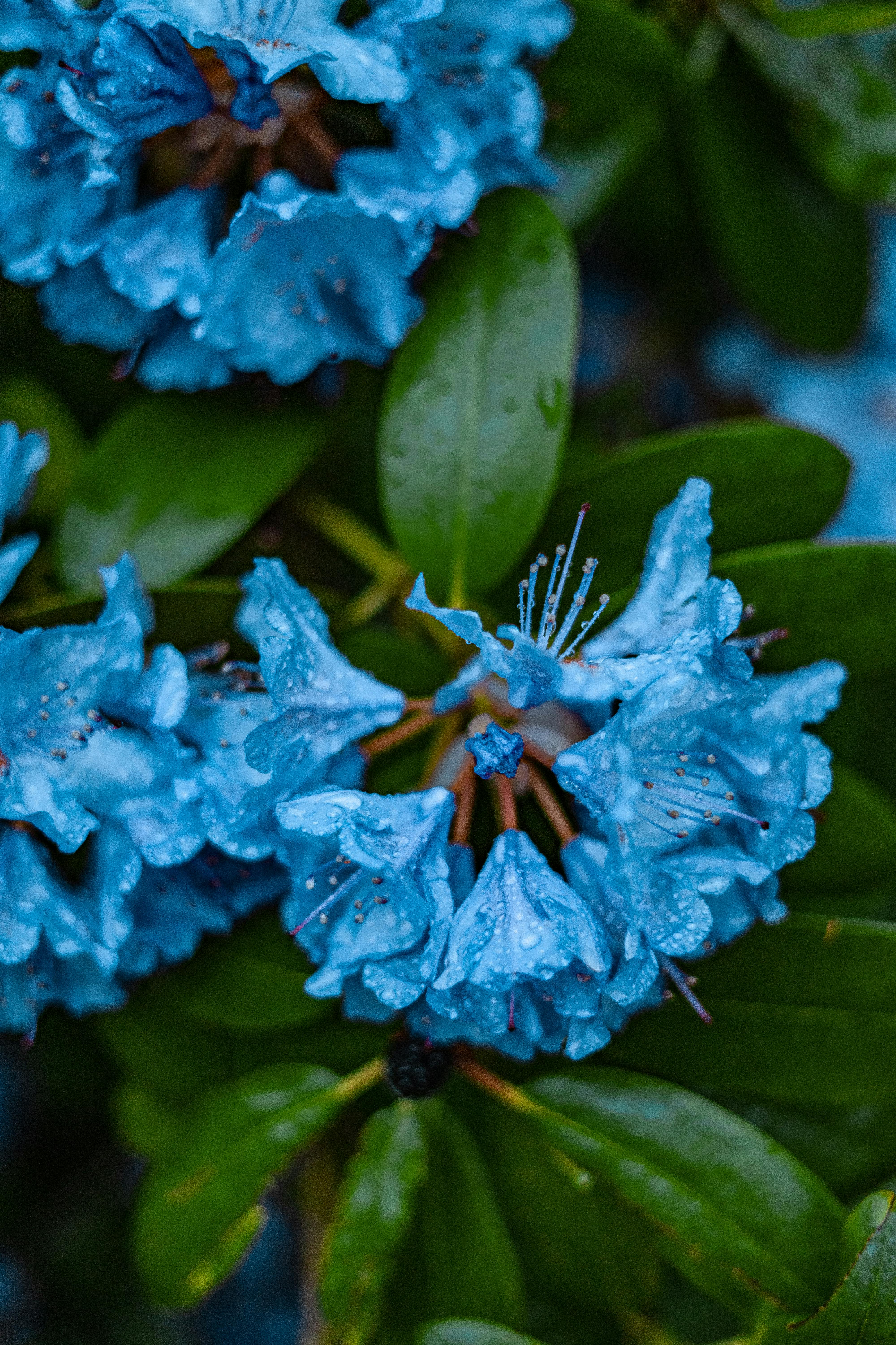 Close-up shot of vibrant blue butterfly pea flowers blooming on a vine, with lush green leaves in the background.