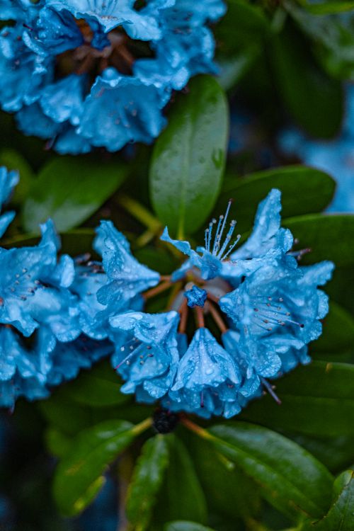 Free Close-up of blue hydrangea flowers with water droplets on green leaves for a vibrant floral scene. Stock Photo