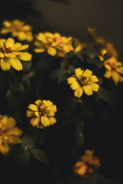 Free Vibrant yellow Zinnia angustifolia flowers in full bloom in a dark setting. Stock Photo
