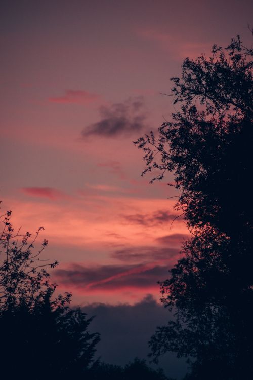 Free Silhouetted trees against a dramatic pink and purple sunset sky on a typical summer evening. Stock Photo
