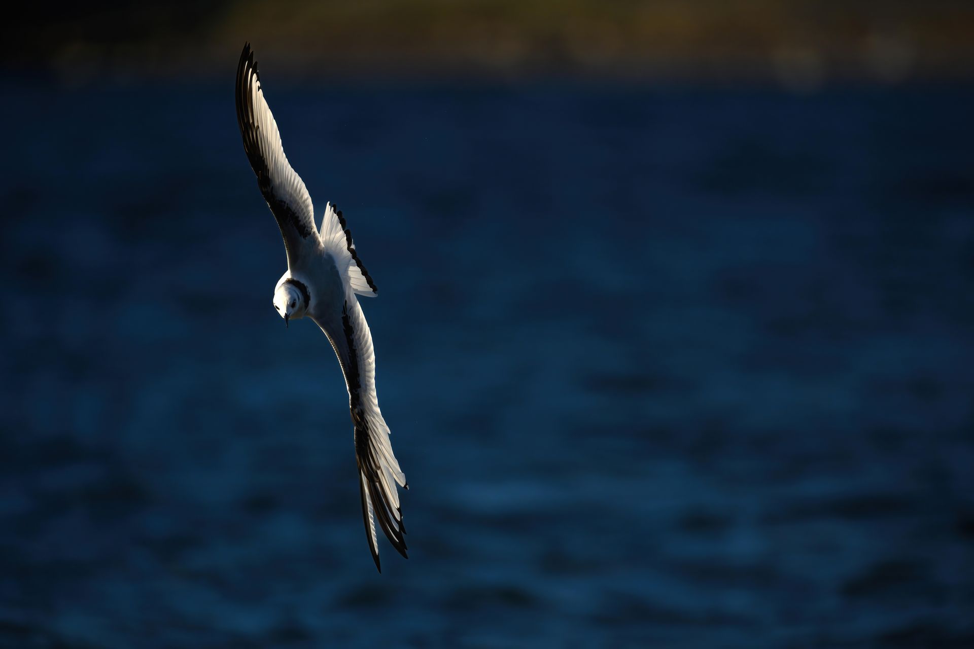 A stunning capture of a black-legged kittiwake soaring elegantly over a deep blue ocean.