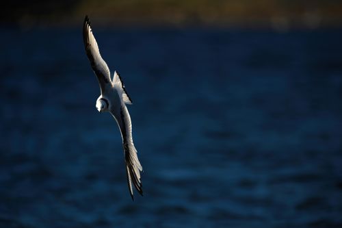 Free A stunning capture of a black-legged kittiwake soaring elegantly over a deep blue ocean. Stock Photo