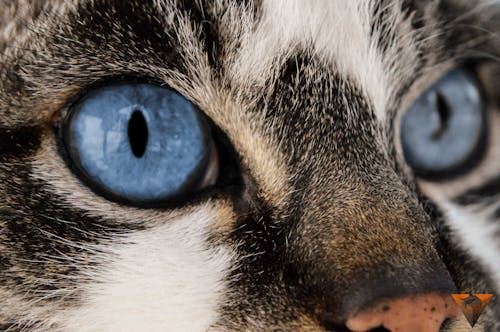 Free Close-Up Photography of Cat Stock Photo