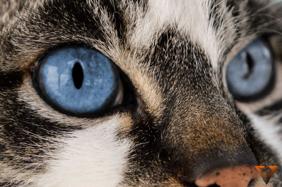 Katzen-Augenausfluss: Farbe, Ursachen und wann zum Tierarzt (2026) - 1