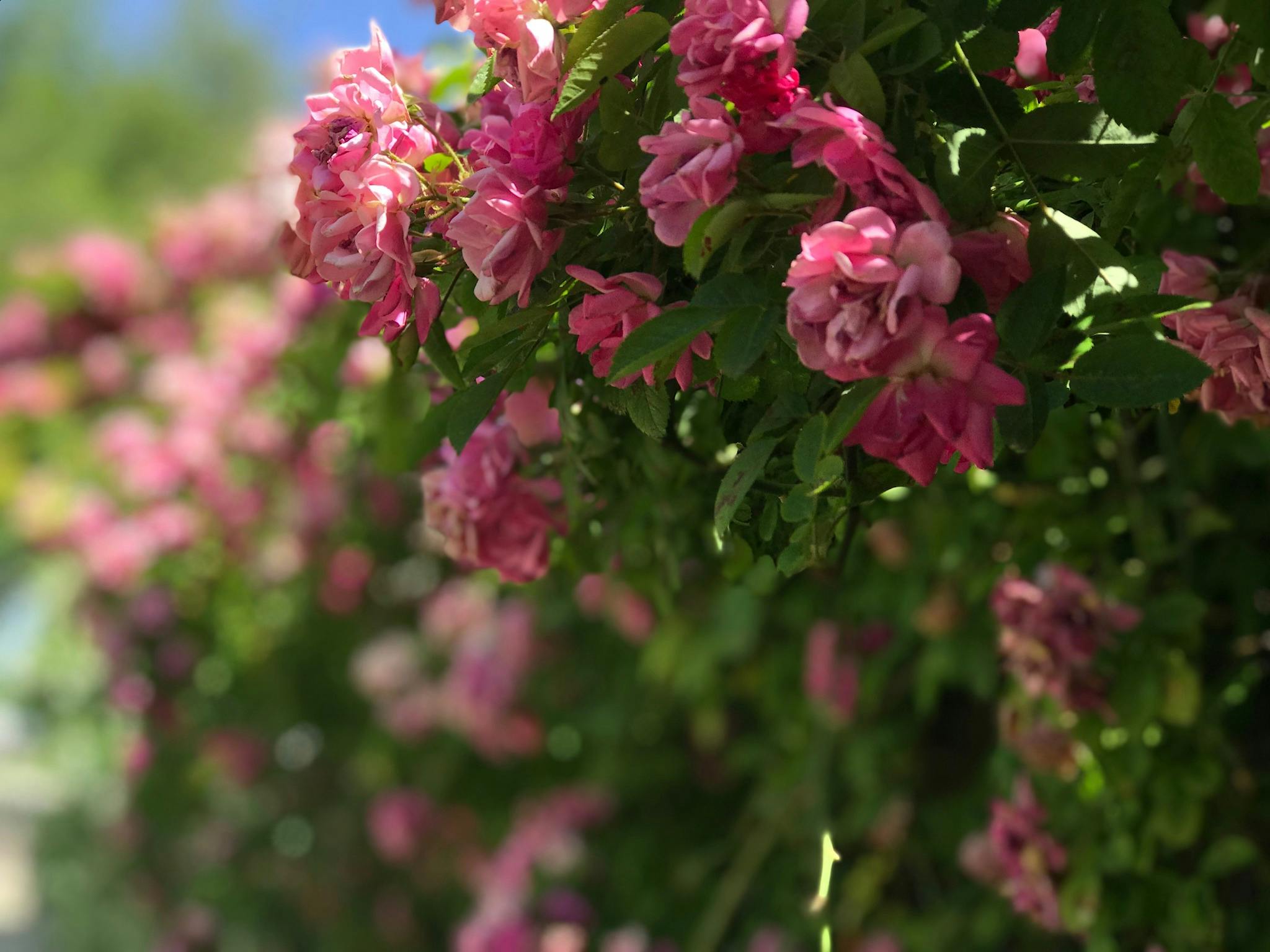Free stock photo of Flowing vine, pink flowers