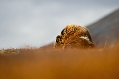 Free stock photo of muskox, nature, wildlife Stock Photo