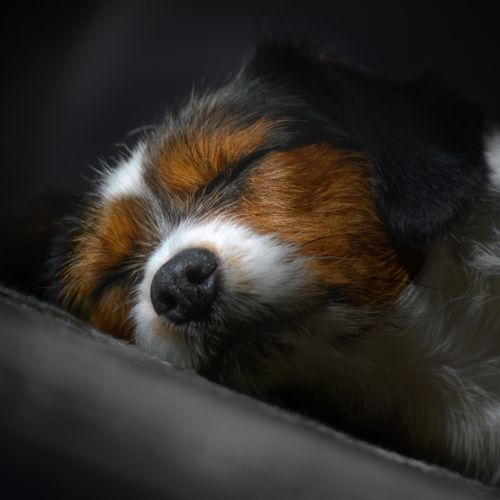 Free stock photo of cute dog, dog Stock Photo