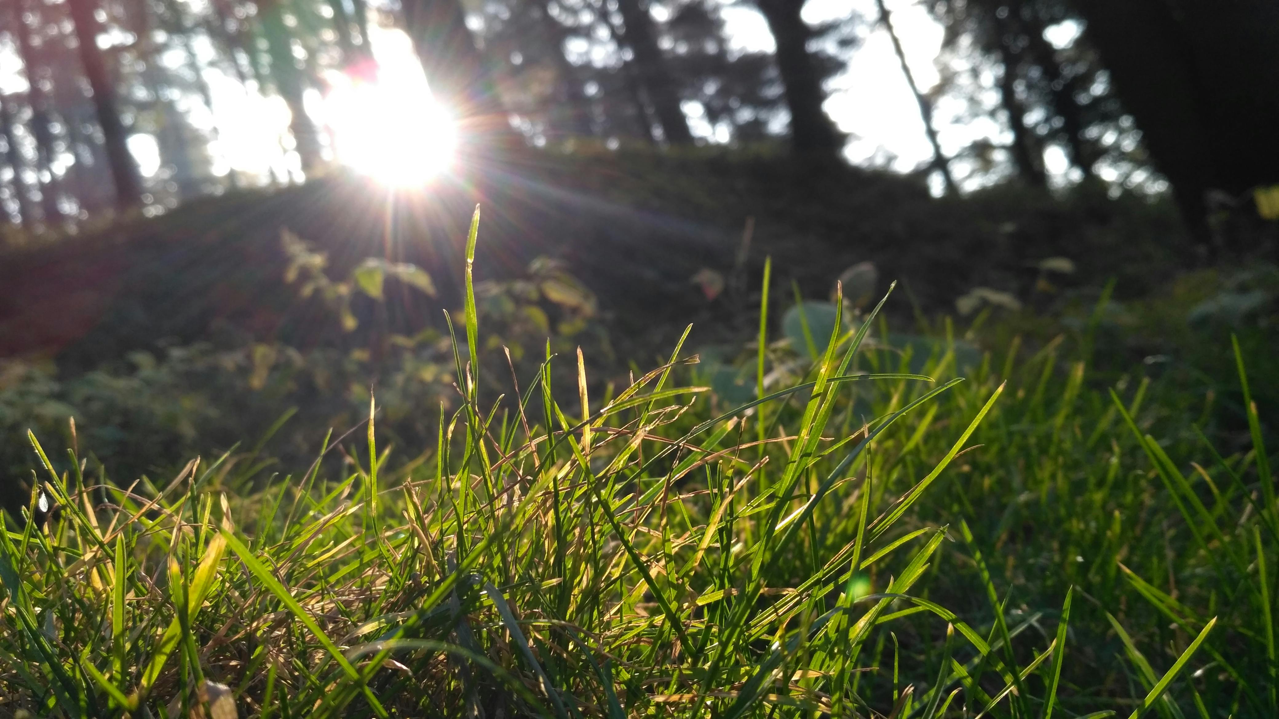 Free stock photo of grass, sun