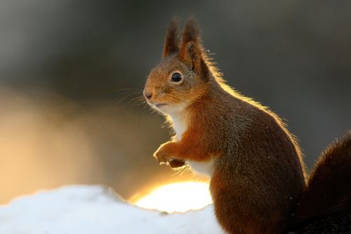 Free Close-up of a cute red squirrel in a snowy Norwegian setting. Stock Photo