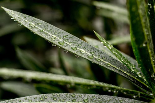 無料 水滴と葉のクローズアップ写真 写真素材