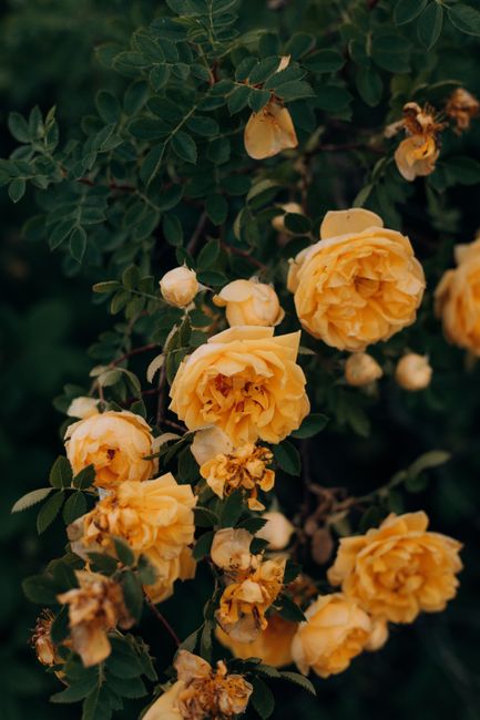 Captivating close-up of vibrant yellow roses blooming against lush green leaves.